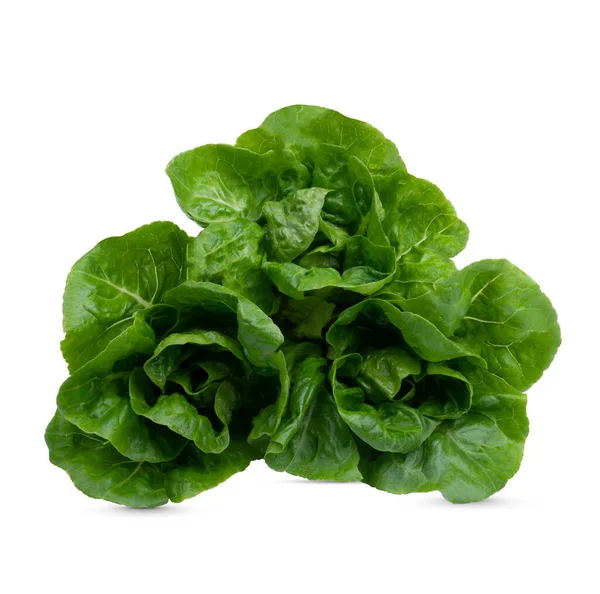 Head Fresh Organic Lettuces Salad White Background Healthy Food Concept — Φωτογραφία Αρχείου