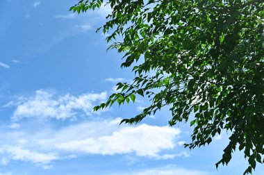 Bule gökyüzü manzarasında sakin bir günde güzel yapraklar..