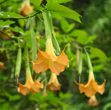 yellow trumpet flowers. Flowering Datura tree plant, Angel's Trumpets , Moonflowers. yellow trumpet shaped flowers .