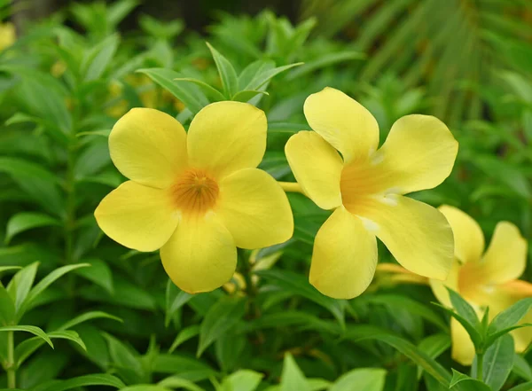 Beautiful golden trumpet flower in the garden. Scientific name is Allamanda cathartica. Panicle of yellow allamanda among green leaves in the shrub.