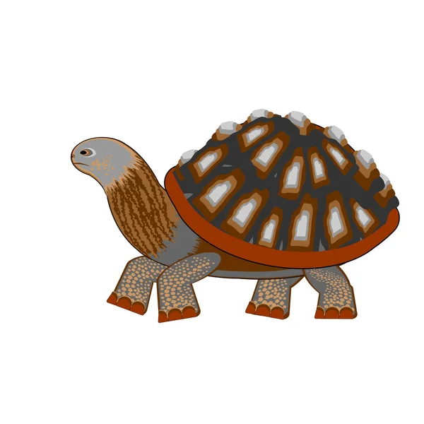 Una tortuga sobre un fondo blanco — Vector de stock