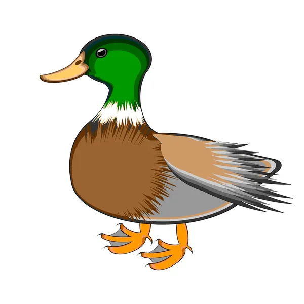 A duck on a white background — Stock Vector