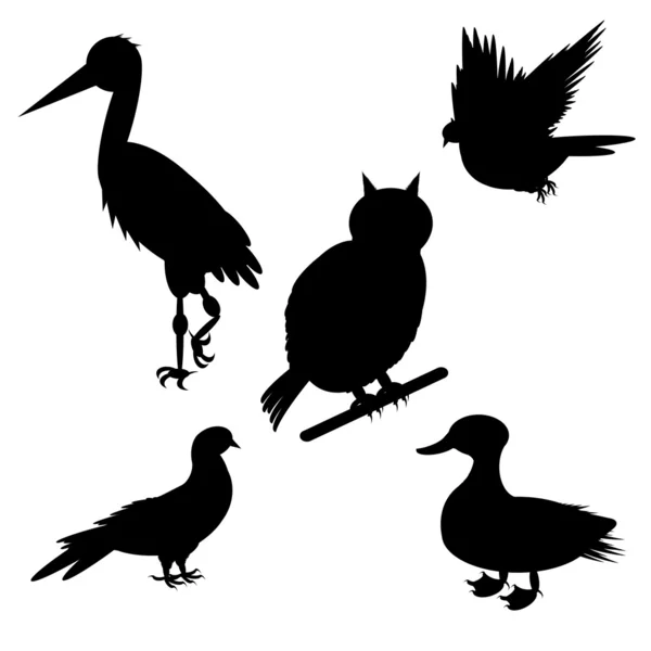 Monochrome silhouettes of different species of birds — Stock Vector