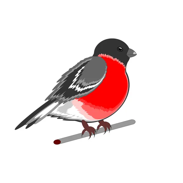 Eurasian bullfinch (Pyrrhula pyrrhula) isolated on a white backg — Stock Vector