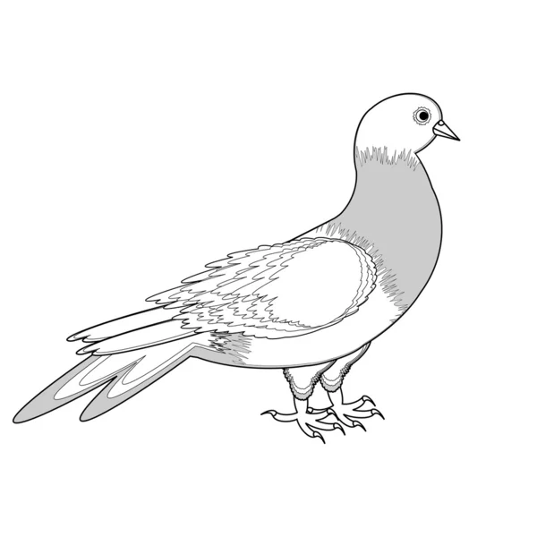 Bir güvercin tek renkli çizimi — Stok Vektör