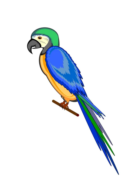 A parrot macaw isolated on a white background — Stock Vector