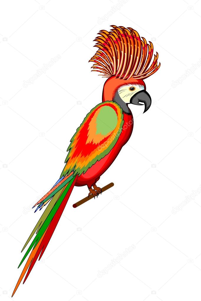 A parrot macaw isolated on a white background