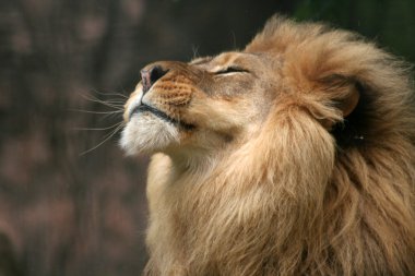 gururlu aslan