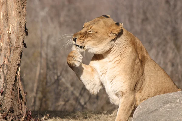 Morning Paws — Stock Photo, Image