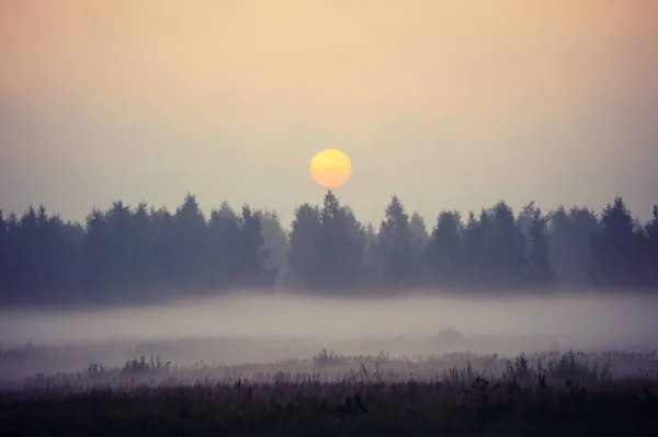 Sunrise over a foggy forest. Mysterious landscape. Fog in the forest. Mystical misty forest. Early morning in a foggy forest. Mysterious picture of nature. Trees in the fog