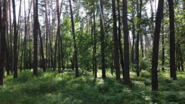 Bir yaz gününde çam ağaçlarıyla dolu bir orman