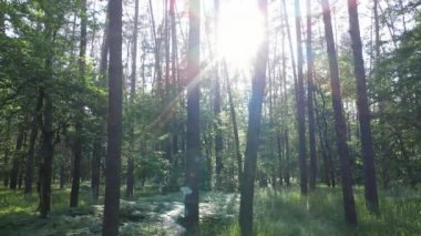 Bir yaz gününde çam ağaçlarıyla dolu bir orman