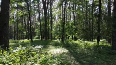 Bir yaz gününde çam ağaçlarıyla dolu bir orman