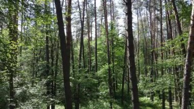 Bir yaz gününde çam ağaçlarıyla dolu bir orman