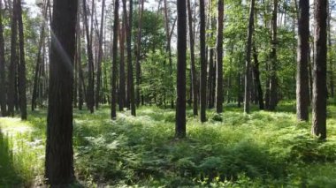 Bir yaz gününde çam ağaçlarıyla dolu bir orman