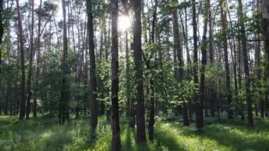 Bir yaz gününde çam ağaçlarıyla dolu bir orman
