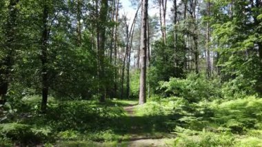 Bir yaz gününde çam ağaçlarıyla dolu bir orman