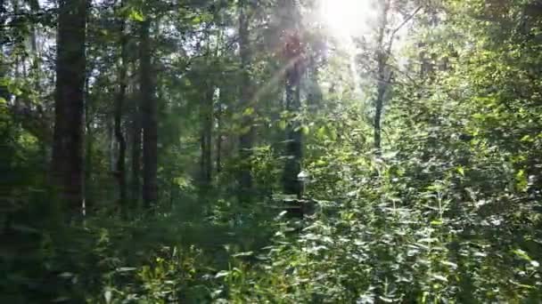 Bosque con pinos en un día de verano — Vídeo de stock
