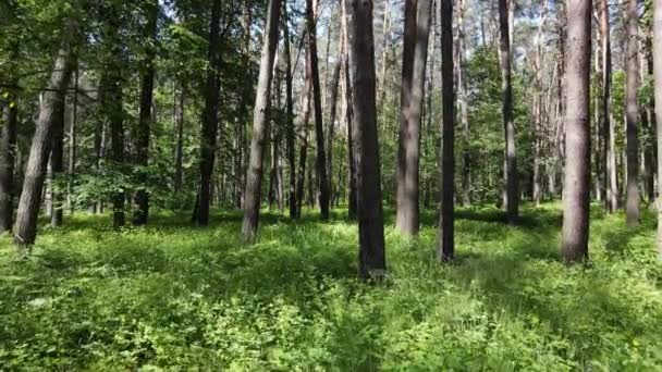 Bos met pijnbomen op een zomerdag — Stockvideo