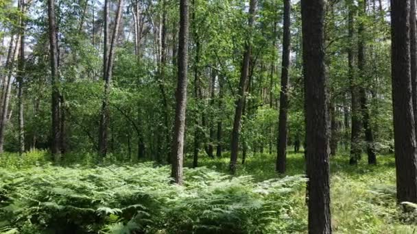 Floresta com pinheiros em um dia de verão — Vídeo de Stock