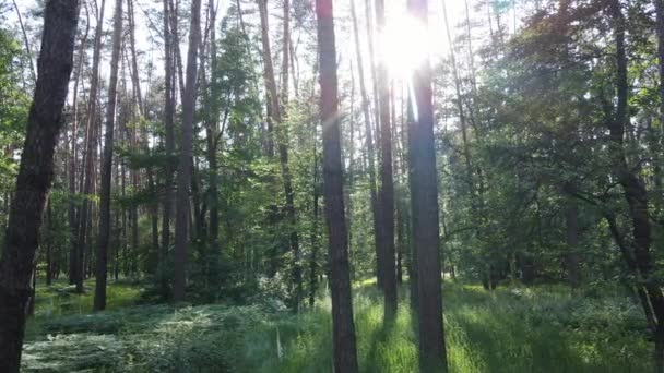 Δάσος με πεύκα σε μια καλοκαιρινή μέρα — Αρχείο Βίντεο