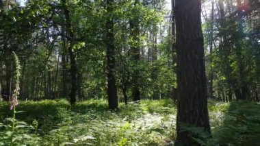 Bir yaz gününde çam ağaçlarıyla dolu bir orman