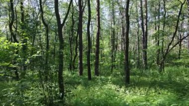 Bir yaz gününde çam ağaçlarıyla dolu bir orman