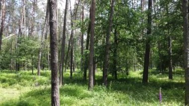 Bir yaz gününde çam ağaçlarıyla dolu bir orman