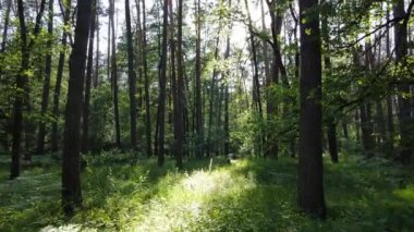 Bir yaz gününde çam ağaçlarıyla dolu bir orman