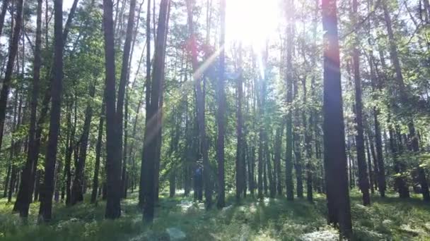 Les s borovicemi v letní den — Stock video