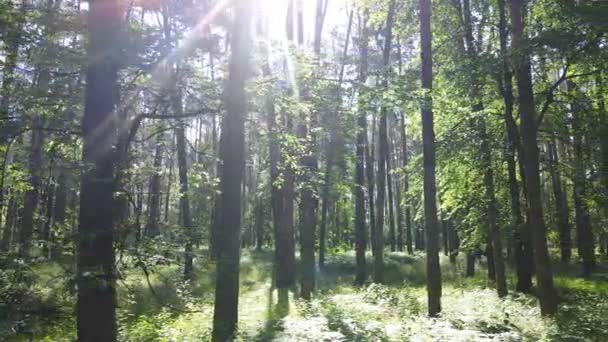 Floresta com pinheiros em um dia de verão — Vídeo de Stock