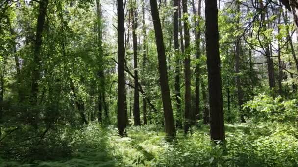 Ліс з сосновими деревами в літній день — стокове відео