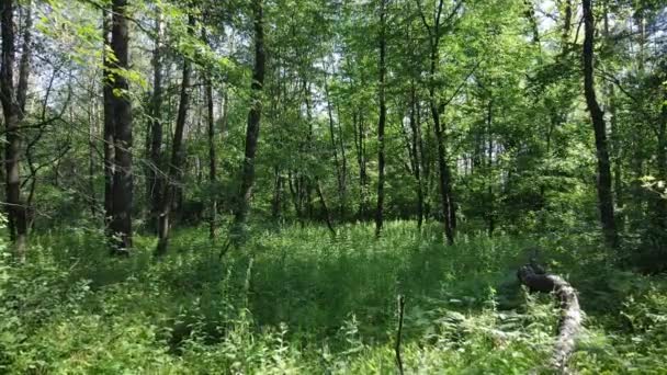 Floresta com pinheiros em um dia de verão — Vídeo de Stock