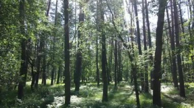 Bir yaz gününde çam ağaçlarıyla dolu bir orman