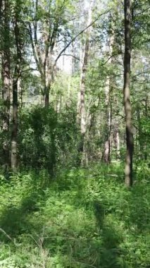 Gündüz ormanın dikey videosu