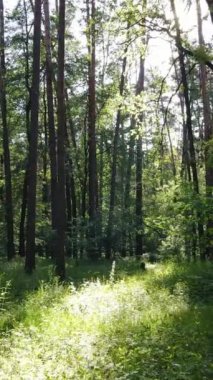 Gündüz ormanın dikey videosu