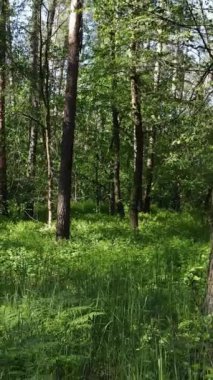 Gündüz ormanın dikey videosu