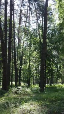 Gündüz ormanın dikey videosu