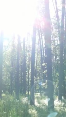 Gündüz ormanın dikey videosu