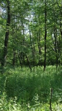 Gündüz ormanın dikey videosu