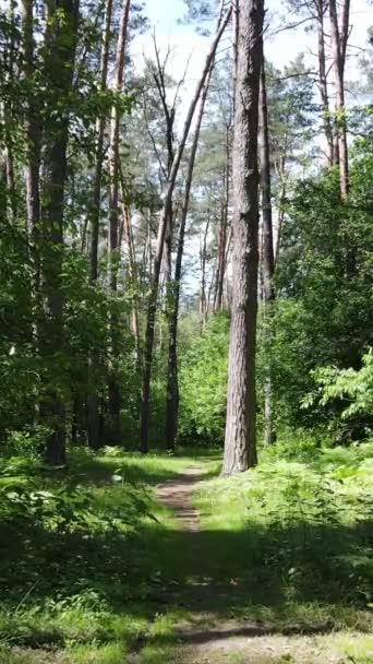 Вертикальне відео лісу по днях — стокове відео