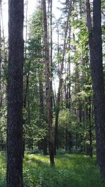 白天森林的垂直录像 — 图库视频影像