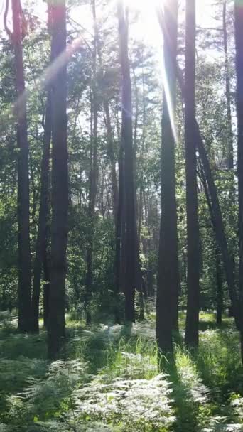 Κατακόρυφο βίντεο του δάσους την ημέρα — Αρχείο Βίντεο