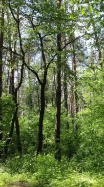 Gündüz ormanın dikey videosu