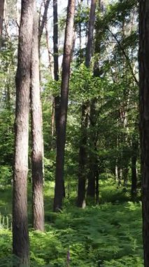 Gündüz ormanın dikey videosu