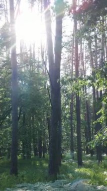 Gündüz ormanın dikey videosu