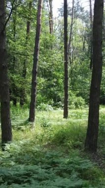 Gündüz ormanın dikey videosu