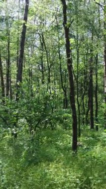 Gündüz ormanın dikey videosu