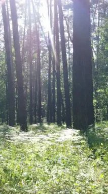 Gündüz ormanın dikey videosu