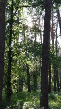 Gündüz ormanın dikey videosu